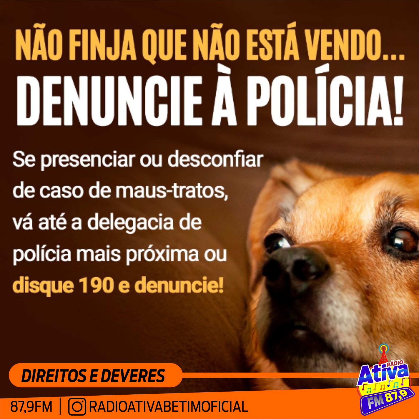 DIREITOS E DEVERES - DENUNCIA MAUS TRATOS A ANIMAIS