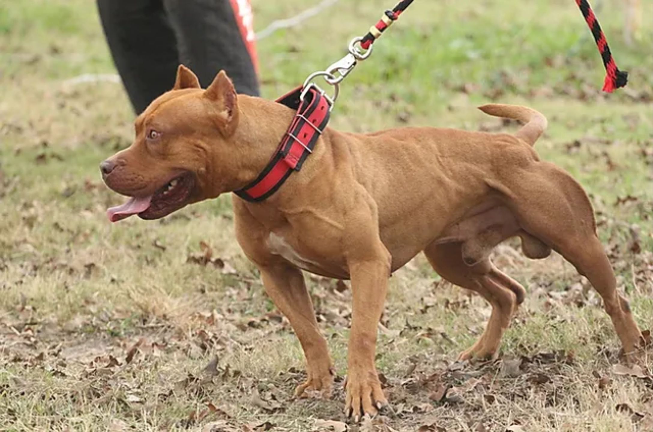 PEDREIRO MORRE AO SER ATACADO POR PITBULL EM FESTA