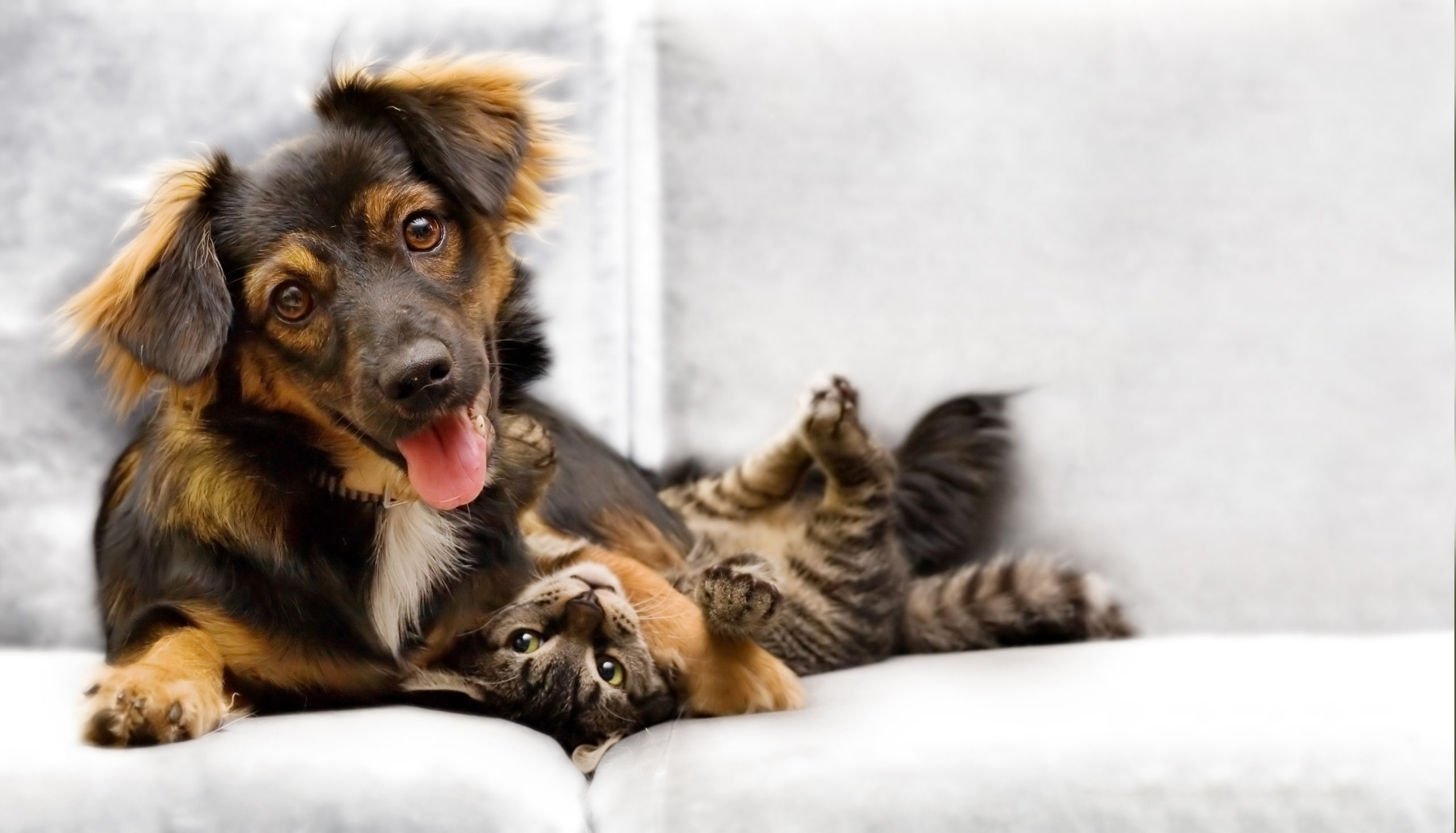 CAMPANHA DE ADOÇÃO DE PETS  ACONTECERÁ NESTE  SÁBADO (31) NO SHOPPING MONTE CARMO EM BETIM